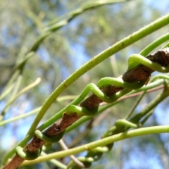 Cassytha pubescens at Bermagui, NSW - 30 Mar 2012 12:00 AM