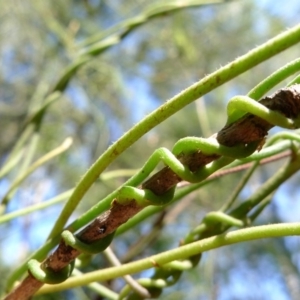 Cassytha pubescens at Bermagui, NSW - 30 Mar 2012