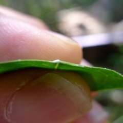 Leichhardtia rostrata (Milk Vine) at Bermagui, NSW - 30 Mar 2012 by JohnTann