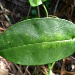 Leichhardtia rostrata at Bermagui, NSW - 30 Mar 2012