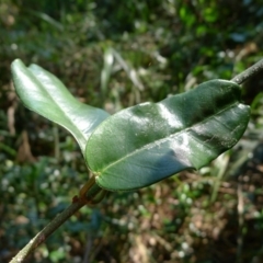 Leichhardtia flavescens (Hairy Milk Vine) at Bermagui, NSW - 30 Mar 2012 by JohnTann