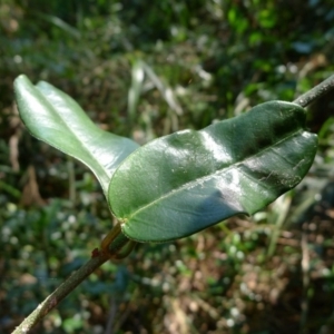 Leichhardtia flavescens at Bermagui, NSW - 30 Mar 2012 12:00 AM