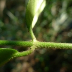 Leichhardtia flavescens at Bermagui, NSW - 30 Mar 2012 12:00 AM