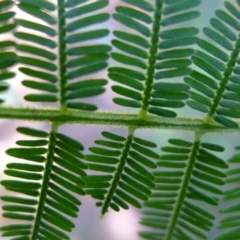 Acacia irrorata subsp. irrorata (Green Wattle) at Bermagui, NSW - 29 Mar 2012 by JohnTann