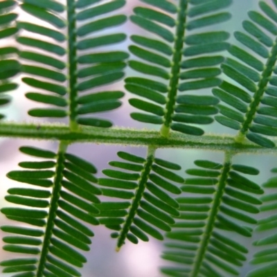 Acacia irrorata subsp. irrorata (Green Wattle) at Bermagui, NSW - 29 Mar 2012 by JohnTann