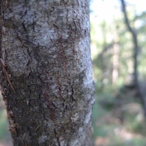 Acacia irrorata subsp. irrorata at Bermagui, NSW - 30 Mar 2012 12:00 AM
