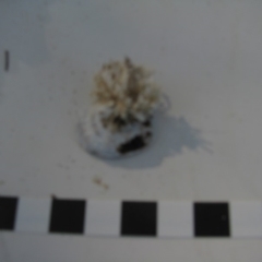 PORIFERA (phylum) at Bermagui, NSW - 30 Mar 2012 12:00 AM