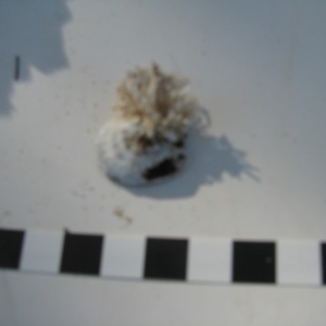 PORIFERA (phylum) at Bermagui, NSW - 30 Mar 2012 12:00 AM