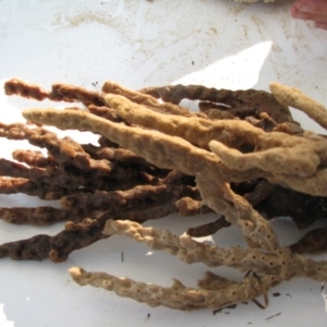 PORIFERA (phylum) at Bermagui, NSW - 30 Mar 2012