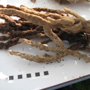 PORIFERA (phylum) at Bermagui, NSW - 30 Mar 2012