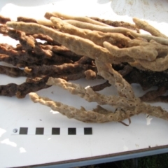 PORIFERA (phylum) at Bermagui, NSW - 30 Mar 2012