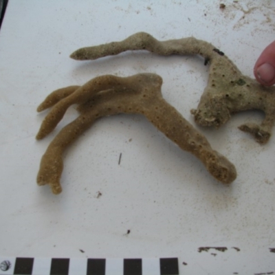 PORIFERA (phylum) (Sponges) at Bermagui, NSW - 29 Mar 2012 by MichaelMcMaster