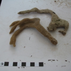 PORIFERA (phylum) at Bermagui, NSW - 30 Mar 2012 12:00 AM