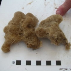 PORIFERA (phylum) (Sponges) at Bermagui, NSW - 29 Mar 2012 by MichaelMcMaster