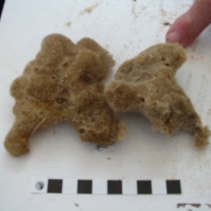 PORIFERA (phylum) at Bermagui, NSW - 30 Mar 2012