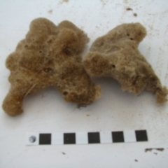 PORIFERA (phylum) at Bermagui, NSW - 30 Mar 2012 12:00 AM