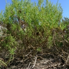 Suaeda australis (Austral Seablite) at Bermagui, NSW - 30 Mar 2012 by RuthLaxton