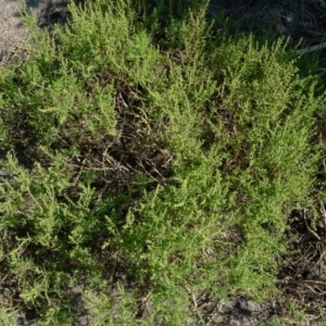 Suaeda australis at Bermagui, NSW - 31 Mar 2012 12:00 AM
