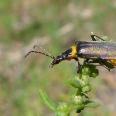 Chauliognathus lugubris (Plague Soldier Beetle) at Bermagui, NSW - 30 Mar 2012 by RuthLaxton