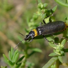 Chauliognathus lugubris at Bermagui, NSW - 31 Mar 2012