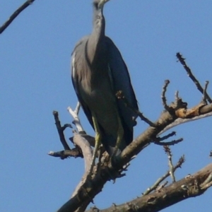 Egretta novaehollandiae at Bermagui, NSW - 29 Mar 2012