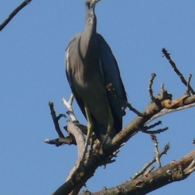 Egretta novaehollandiae (White-faced Heron) at Bermagui, NSW - 29 Mar 2012 by robndane