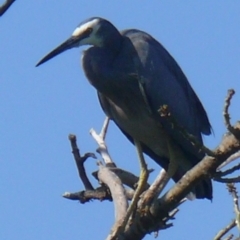 Egretta novaehollandiae at Bermagui, NSW - 29 Mar 2012