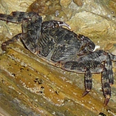 Cyclograpsus audouinii (Cyclograpsus audouinii) at Wallaga Lake, NSW - 30 Mar 2012 by MichaelMcMaster