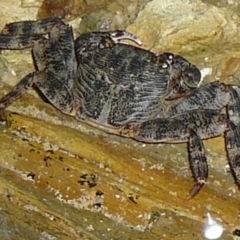 Cyclograpsus audouinii at Wallaga Lake, NSW - 30 Mar 2012 12:00 AM