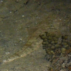 Platycephalus fuscus (Dusky Flathead) at Wallaga Lake, NSW - 30 Mar 2012 by MichaelMcMaster