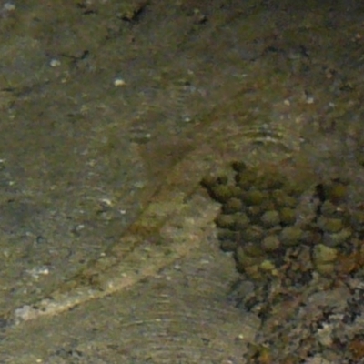 Platycephalus fuscus (Dusky Flathead) at Wallaga Lake, NSW - 29 Mar 2012 by MichaelMcMaster