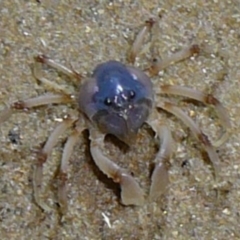 Mictyris longicarpus (Soldier Crab) at Wallaga Lake, NSW - 30 Mar 2012 by MichaelMcMaster