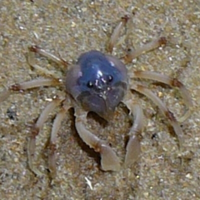 Mictyris longicarpus (Soldier Crab) at Wallaga Lake, NSW - 29 Mar 2012 by MichaelMcMaster