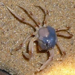 Mictyris longicarpus at Wallaga Lake, NSW - 30 Mar 2012 12:00 AM