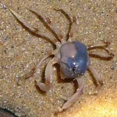 Mictyris longicarpus at Wallaga Lake, NSW - 30 Mar 2012