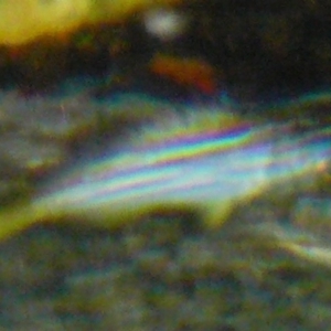 Atypichthys strigatus at Wallaga Lake, NSW - 30 Mar 2012