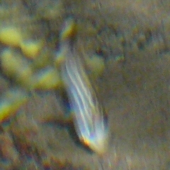 Atypichthys strigatus at Wallaga Lake, NSW - 30 Mar 2012