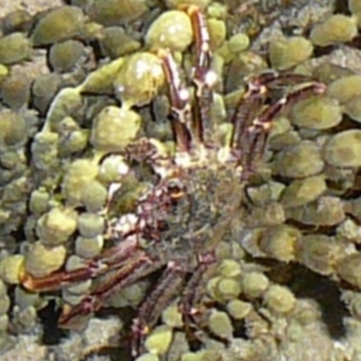 Plagusia chabrus (Red Bait Crab) at Wallaga Lake, NSW - 30 Mar 2012 by MichaelMcMaster