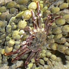 Plagusia chabrus (Red Bait Crab) at Wallaga Lake, NSW - 29 Mar 2012 by MichaelMcMaster