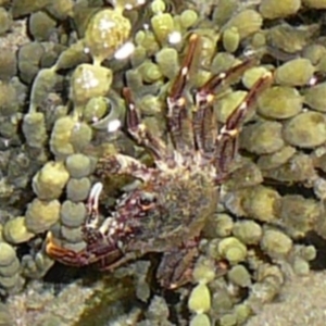 Plagusia chabrus at Wallaga Lake, NSW - 30 Mar 2012