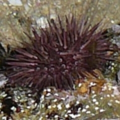 Heliocidaris erythrogramma (Sea Urchin) at Wallaga Lake, NSW - 30 Mar 2012 by MichaelMcMaster