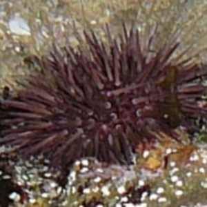 Heliocidaris erythrogramma at Wallaga Lake, NSW - 30 Mar 2012