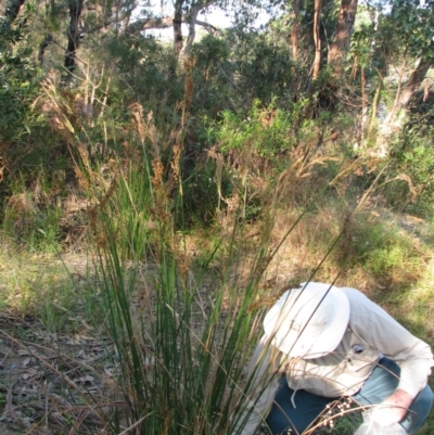 Juncus pallidus (Pale Rush) at Bermagui, NSW - 31 Mar 2012 by GlendaWood