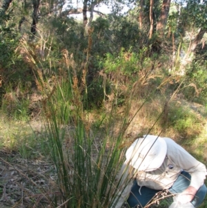 Juncus pallidus at Bermagui, NSW - 31 Mar 2012