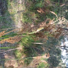 Juncus pallidus at Bermagui, NSW - 31 Mar 2012