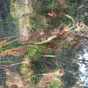 Juncus pallidus at Bermagui, NSW - 31 Mar 2012 12:00 AM