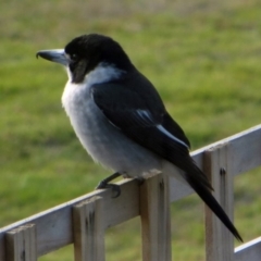 Cracticus torquatus (Grey Butcherbird) at North Tura - 4 Aug 2013 by tanjalagoon