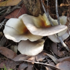 Omphalotus nidiformis (Ghost Fungus) at Panboola - 15 May 2014 by Teresa