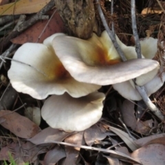 Omphalotus nidiformis (Ghost Fungus) at Pambula, NSW - 16 May 2014 by Teresa