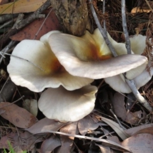 Omphalotus nidiformis at Pambula, NSW - 16 May 2014 12:00 AM